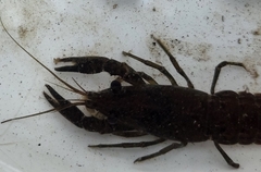 Astacoidea