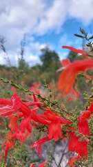 Clinopodium coccineum