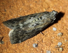 Sciota virgatella