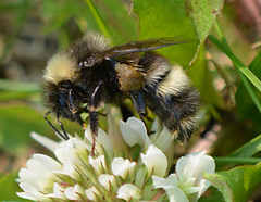 Bombus mckayi
