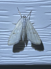 Parapoynx allionealis