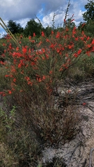 Clinopodium coccineum