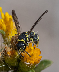 Parancistrocerus declivatus