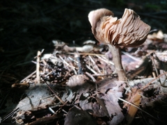 Entoloma strictius