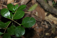 Baloghia inophylla