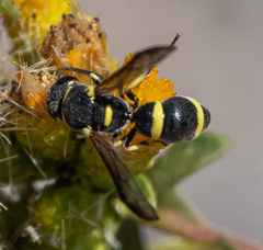 Parancistrocerus declivatus