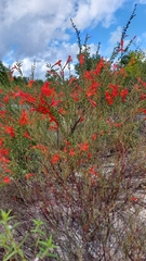 Clinopodium coccineum