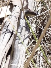 Coluber constrictor mormon