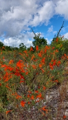 Clinopodium coccineum