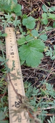 Geum macrophyllum