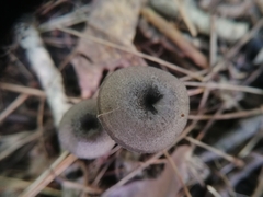 Entoloma