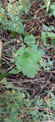 Geum macrophyllum