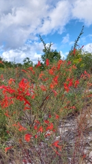 Clinopodium coccineum