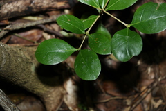 Baloghia inophylla
