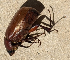 Phyllophaga