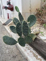 Opuntia lindheimeri