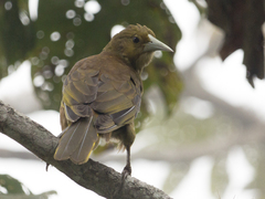 Psarocolius angustifrons