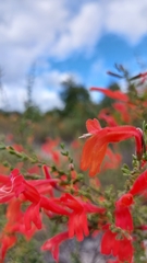 Clinopodium coccineum