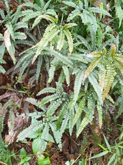 Adiantum hispidulum