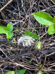 Passiflora ciliata
