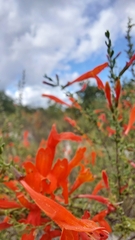 Clinopodium coccineum