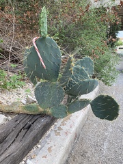 Opuntia lindheimeri