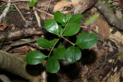 Baloghia inophylla