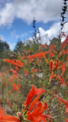 Clinopodium coccineum