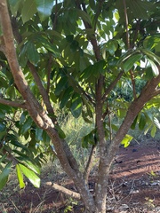 Annonaceae