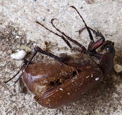 Phyllophaga