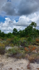 Clinopodium coccineum
