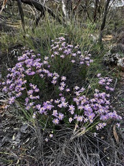 Olearia ciliata