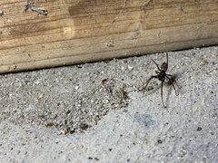 Steatoda