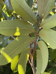 Annonaceae