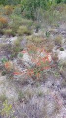 Clinopodium coccineum