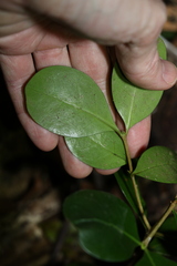 Baloghia inophylla