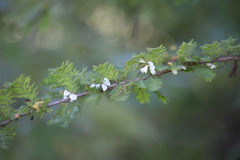 Taxodiomyia cupressi