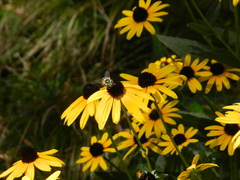 Eristalis stipator