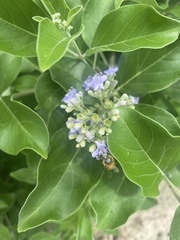 Vitex trifolia