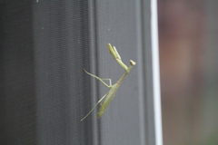 Mantidae