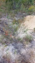 Clinopodium coccineum
