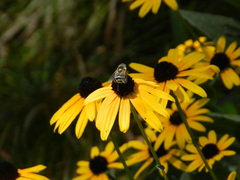 Eristalis stipator