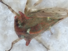 Platycotis tuberculata