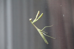 Mantidae