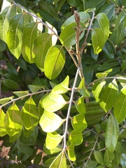 Annonaceae