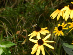 Eristalis stipator