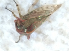 Platycotis tuberculata