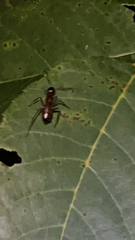 Camponotus americanus