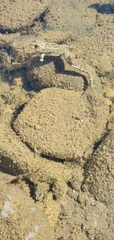 Rana luteiventris