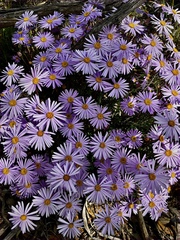 Olearia ciliata